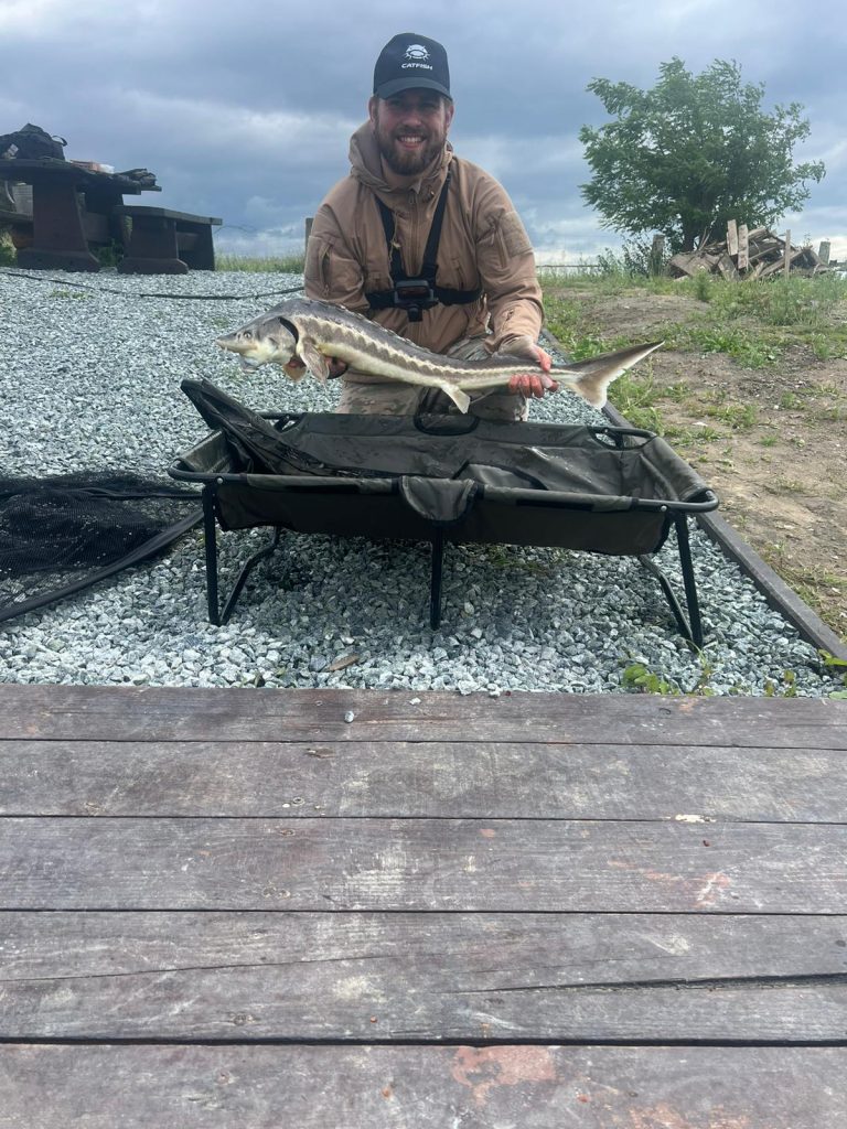 Jesiotr 60cm